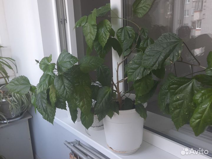 Гибискус китайская роза