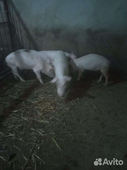 Поросята ландрас