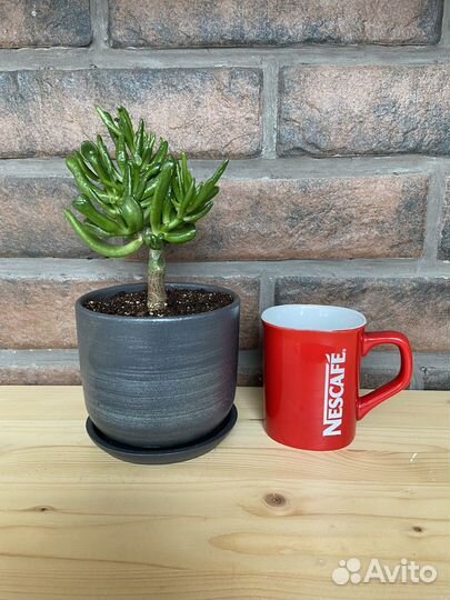 Комнатные растения крассула