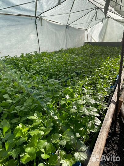 Рассада овощей и цветов