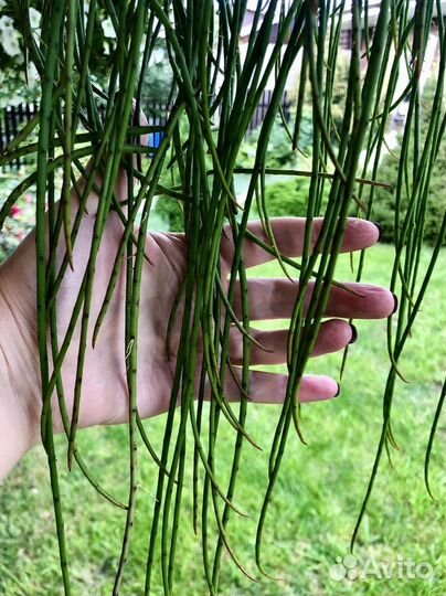 Рипсалис флокосса