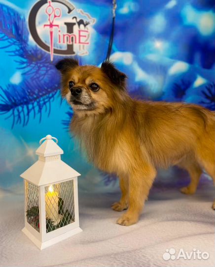 Отдам собаку в добрые руки