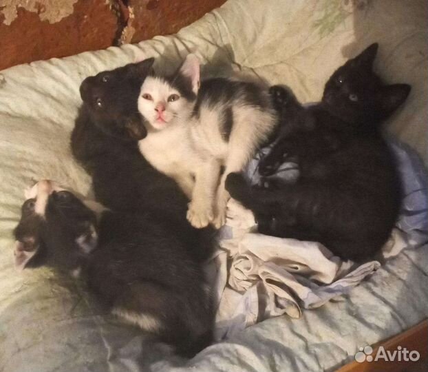 Котята в добрые руки