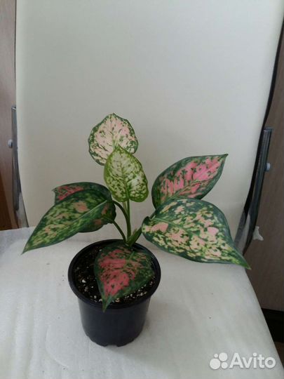 Аглаонема Липстикпинк,Гринлайт,Spotted star,Kiwi