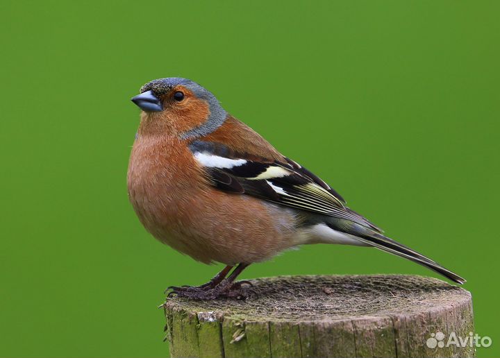 Певчие птицы