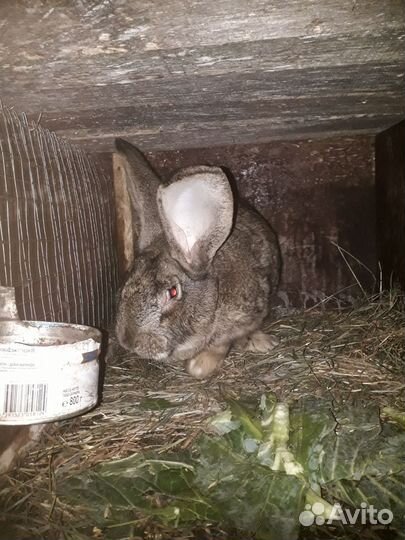Кролики крупных пород