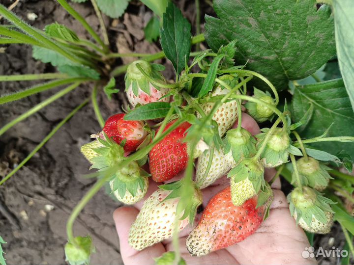 Клубника ремонт. и летняя новые сорта