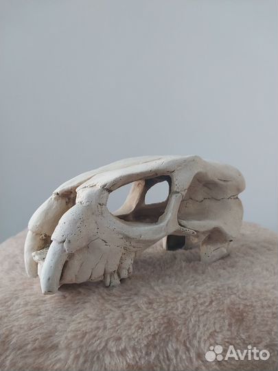 Декор череп