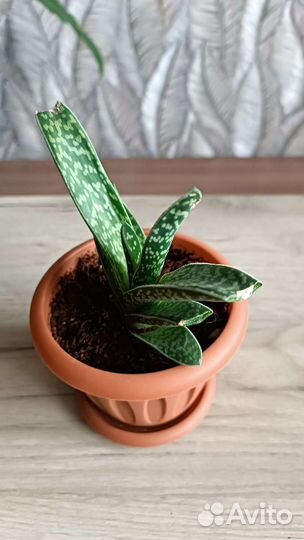 Алоэ вариегата