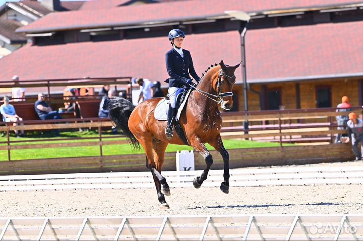Занятия верховой ездой/выездка/берейтор
