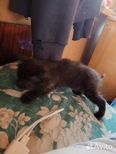 Котята в дар