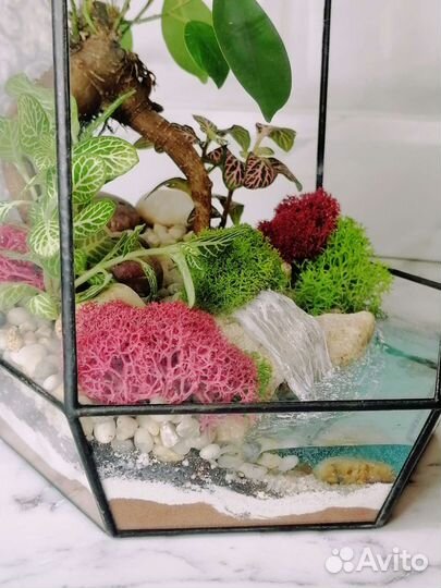 Флорариум из влаголюбивых растений