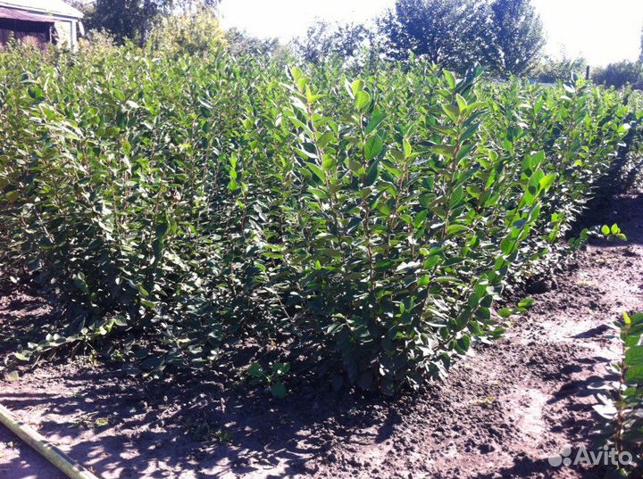 Продам кусты кизильника блестящего