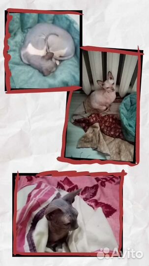 Передержка животных