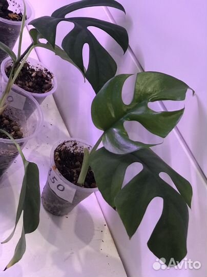 Монстера минима / рафидофора тетрасперма