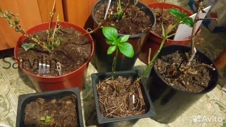 Гортензия 'Килиманджаро'