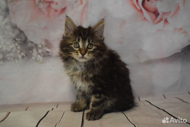 Котята курильский бобтейл