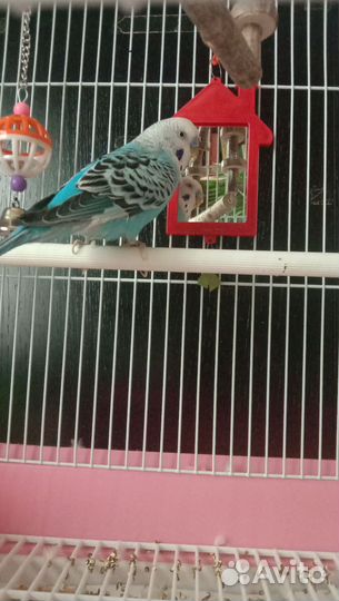 Волнистый попугай