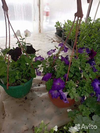 Вегетативные черенки и рассада цветов