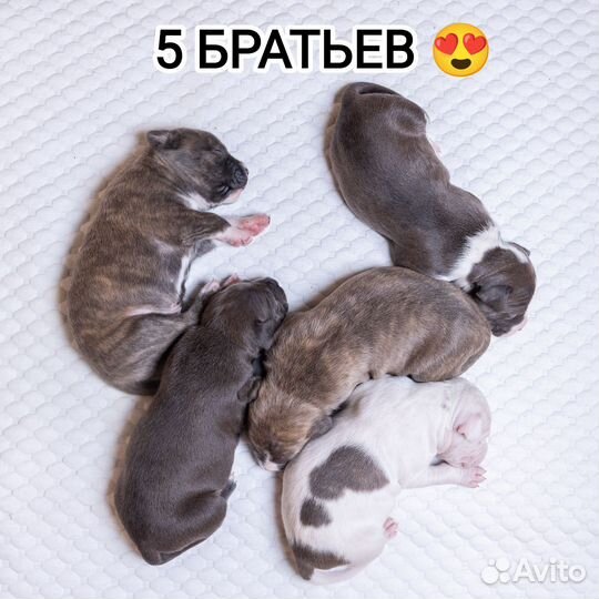 Амстафф щенки