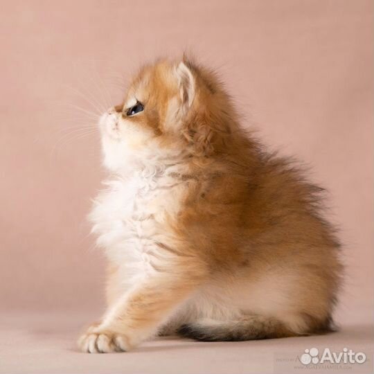 Мальчик золотая британская шиншилла