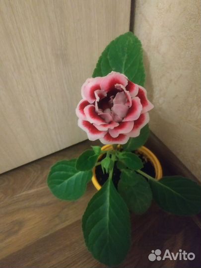 Глоксинии цветущие