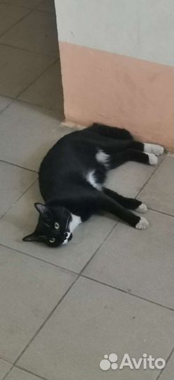 Кот в добрые руки