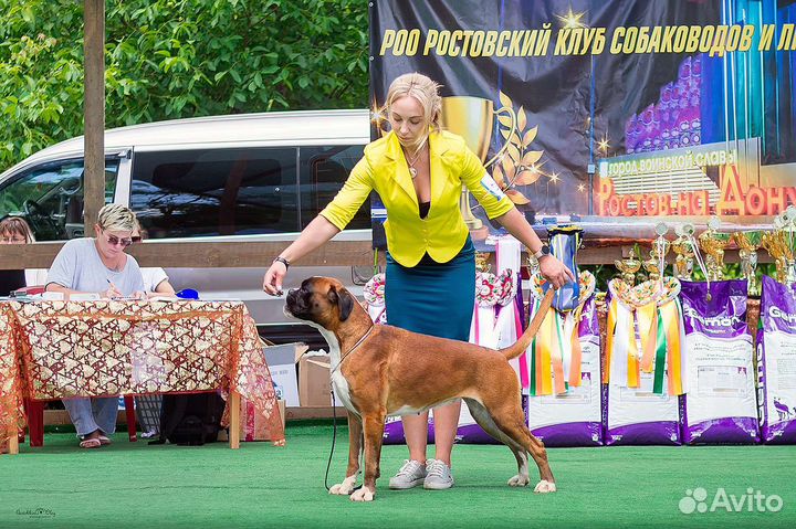 Немецкий Боксёр