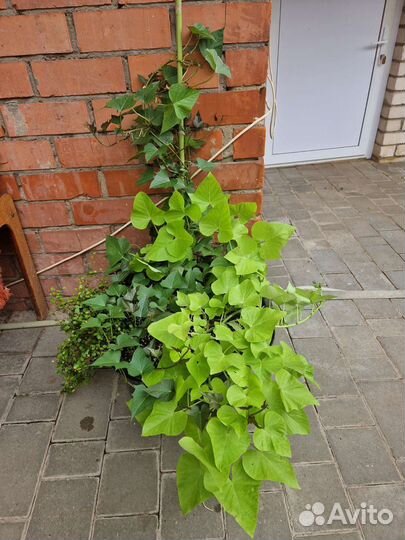 Ипомея и колеусы вегетативные