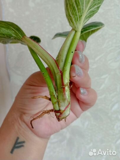 Филодендрон white measure