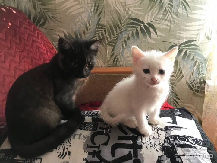 Котенок девочка 3,5 месяца