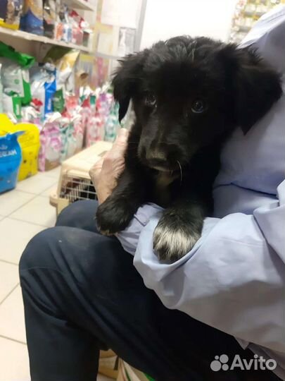 Шикарный щенок идеальны для частного дома