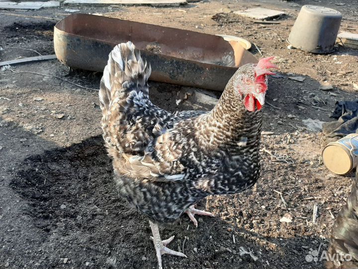Петухи производители и курочки несушки