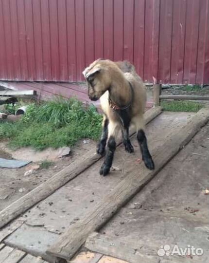 Козочки, козлики