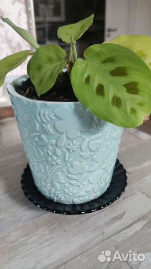 Маранта в горшочке