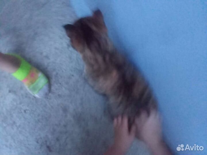 Кошка в дар