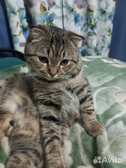 Шотландский кот вязка