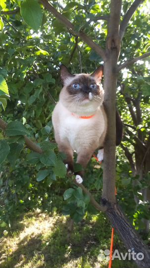 Кошачьи усы