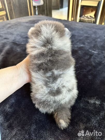 Голубомраморный мальчик шпиц