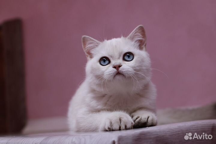 Британская золотая шиншилла