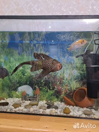 Аквариум с рыбками
