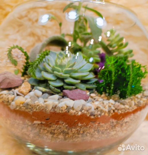 Флорариум суккуленты