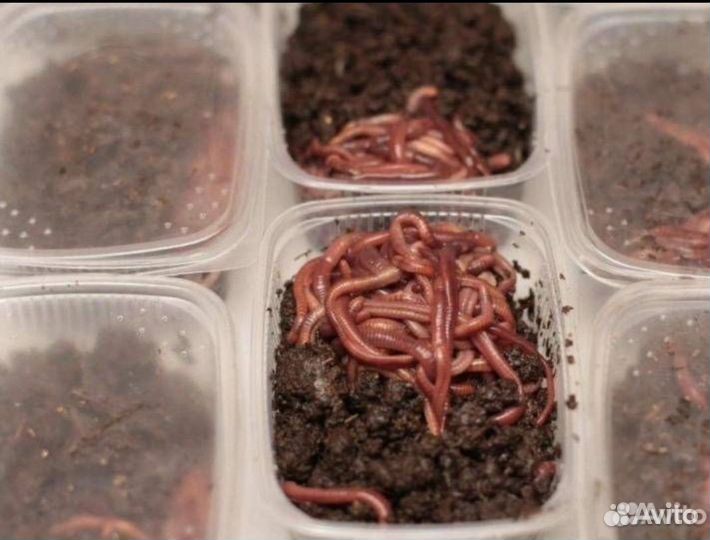 Черви для рыбалки