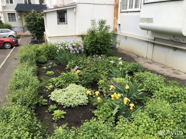 Растения цветы для сада
