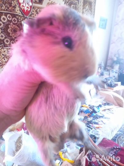 Морские свинки