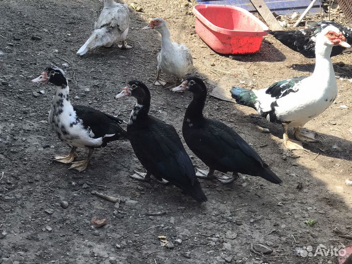 Продаю уток