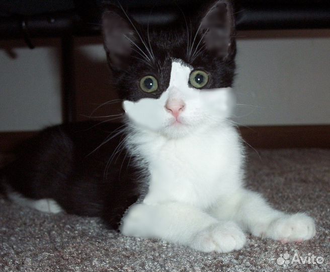Котенок