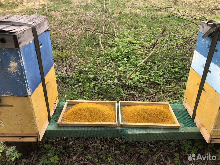 Пыльца пчелиная свежая 2024 опт розница