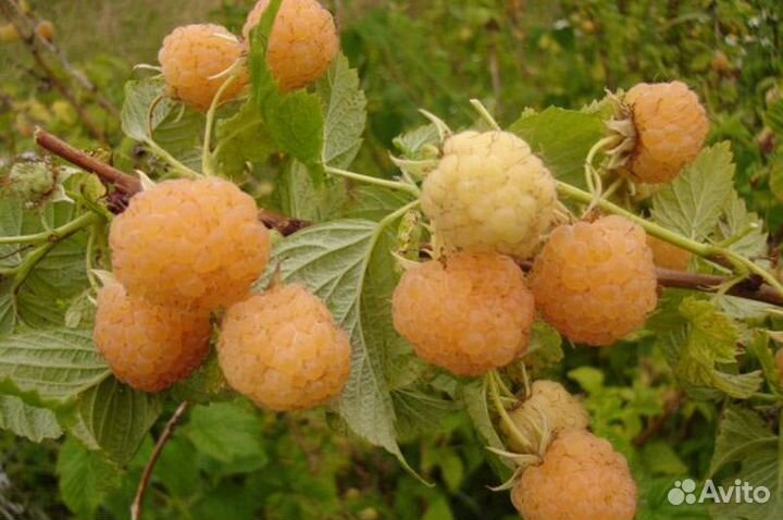 Малина ремонтантная