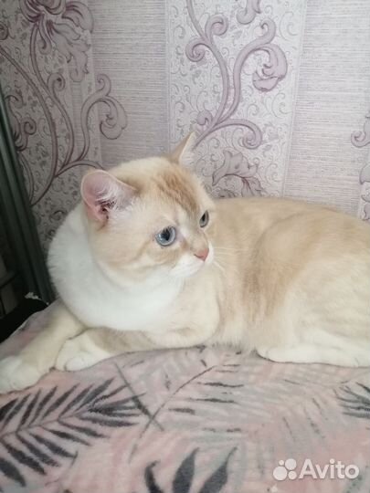 Кот в добрые руки бесплатно